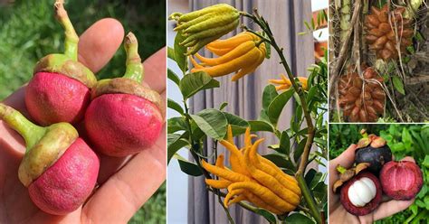 the weirdest fruit|19 Most Strangest Fruits in the World .